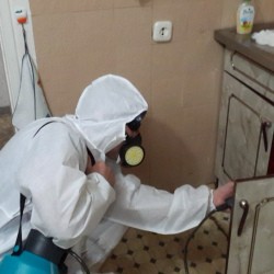 Дезинфекция от муравьев в квартире в Кувшиново